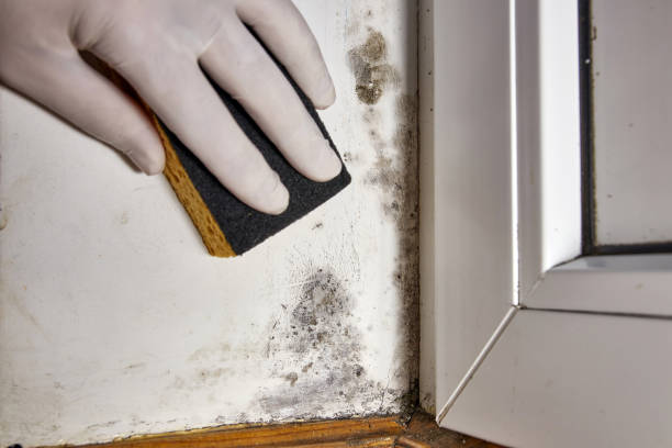 Best Mold Documentation for Insurance Claims  in Pleasantville, NY