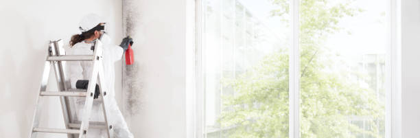 Best Mold Odor Removal Services  in Pleasantville, NY